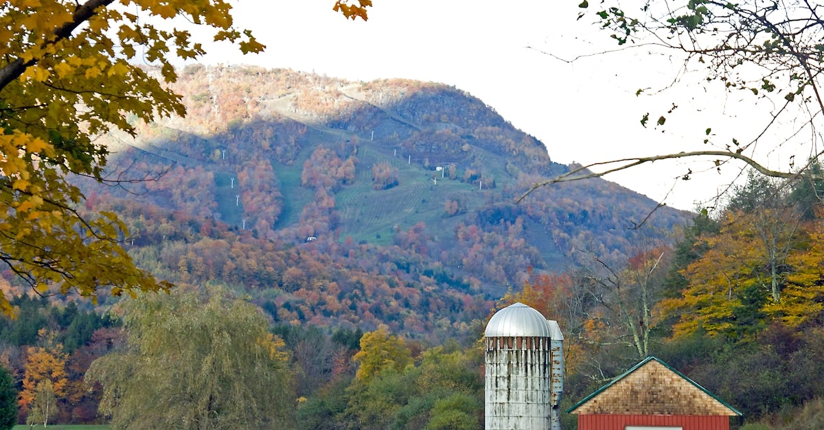 Ветреные приключения в слот-игре с фермерской тематикой