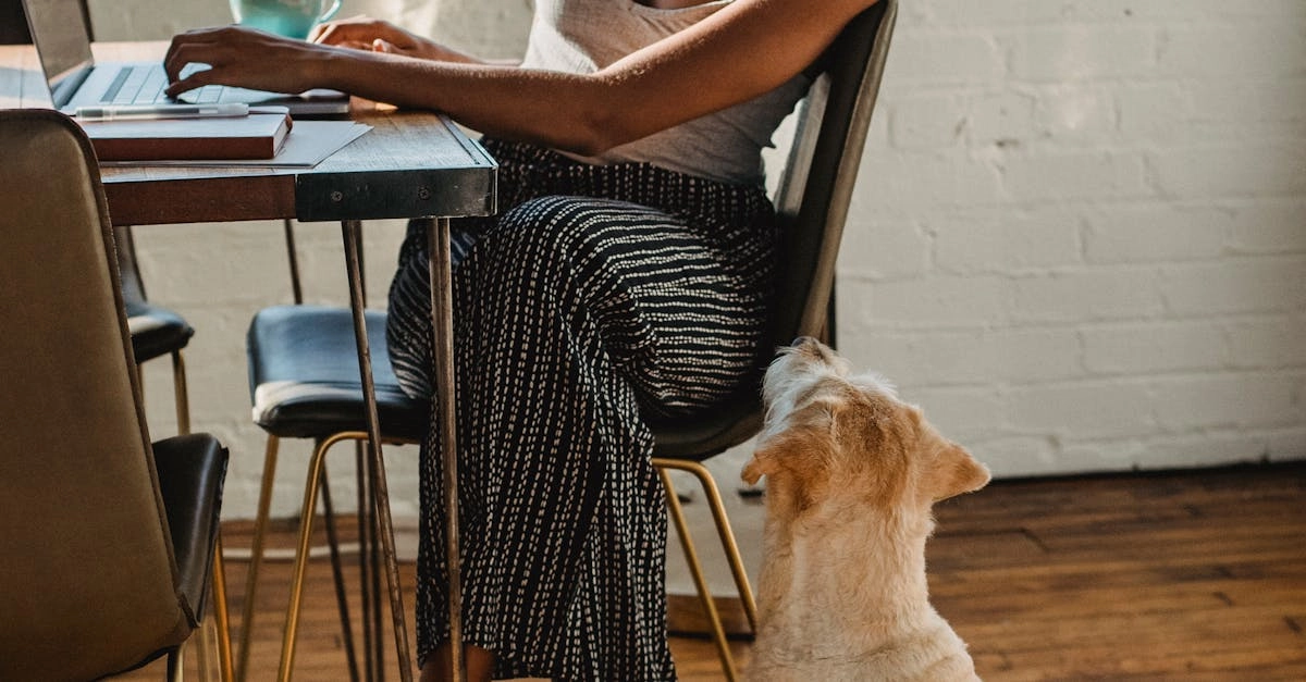 The Dog House Megaways слот с яркими символами и игровыми барабанами