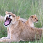 Механики слота Wild West Gold Megaways с игровыми барабанами