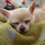 Программы лояльности онлайн казино без депозита и бонусные предложения